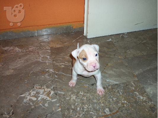 ΠΩΛΟΥΝΤΑΙ PITBULL